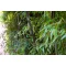 Fekete óriás bambusz - Phyllostachys nigra