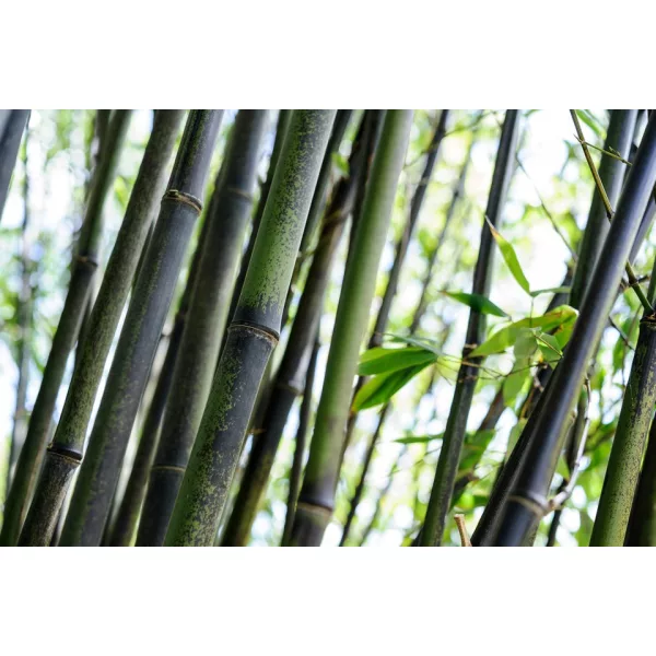 Fekete óriás bambusz - Phyllostachys nigra