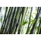 Fekete óriás bambusz - Phyllostachys nigra