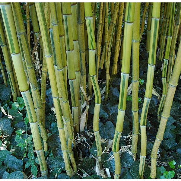 Cikcakkos sárga-zöld csíkos bambusz - Phyllostachys aureosulcata spectabilis