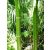 Óriás kínai zöld bambusz - Phyllostachys Viridis