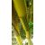 Zöld-sárga csíkos óriás bambusz - Phyllostachys vivax aureocaulis 