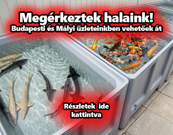 Halak a kerti tóban a Sun Koi-Farmon