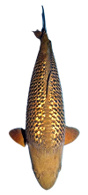 Chagoi koi hal kerti tóba