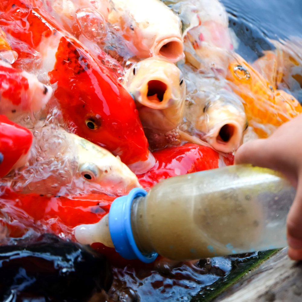 6 aranyszabály a halak etetéséről