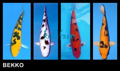 Bekko