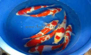 Japán Koi import