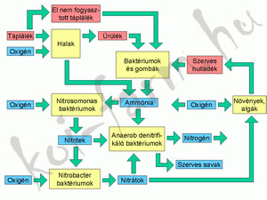 Kerti tó biológia és kémia